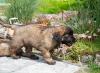 images/T-Wurf/T-Wurf Wo 9/3S8A2964-Bearbeitet.jpg